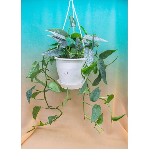 Cebu Blue Pothos 4.5" US Seller Potted RARE - Picture 1 of 2